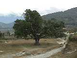 Tree near Pokhara